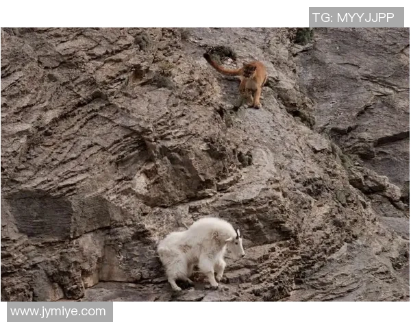 美洲狮与雪豹的生存之争探秘野生动物的适应与竞争